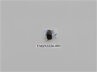 藏品(長角細鰓金龜)的圖片